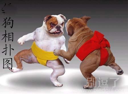 小狗相扑图，可爱的表情