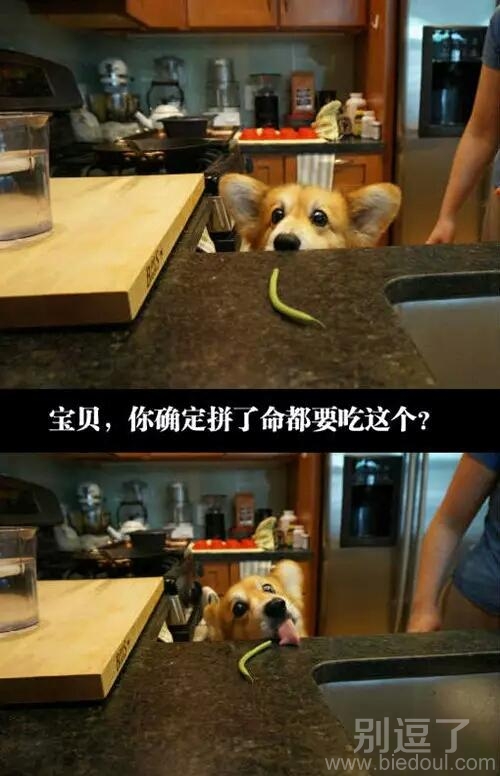 纯洁的二哈又被欺骗了 纯洁的二哈又被欺骗了