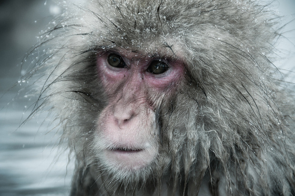 日本雪猴高清图片写真。