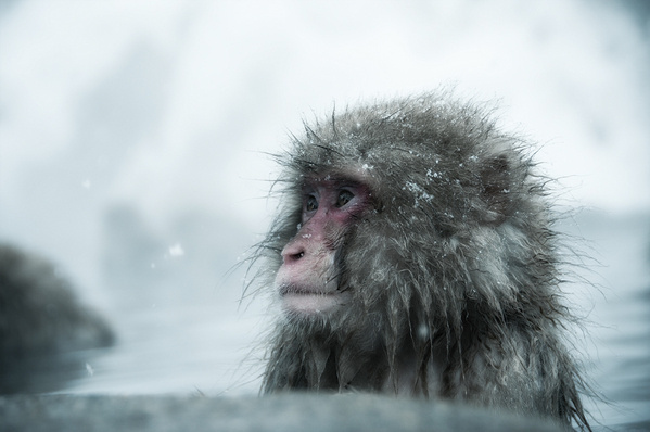 日本雪猴高清图片写真。