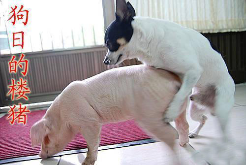 动物交配也搞笑,历历幕幕看在眼中。