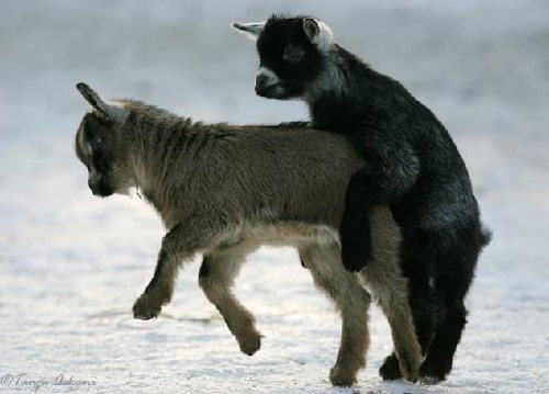 动物交配也搞笑,历历幕幕看在眼中。