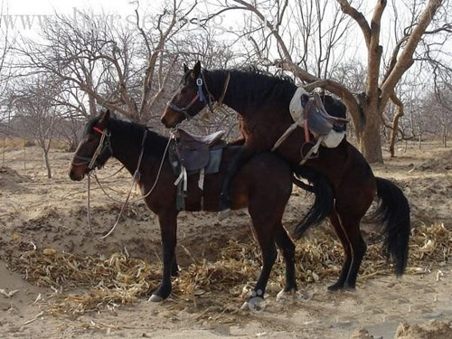 动物交配也搞笑,历历幕幕看在眼中。