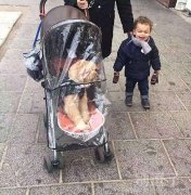 坐小车的汪星人。 坐小车的汪星人。