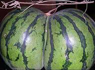 长相奇特的西瓜。 长相奇特的西瓜。