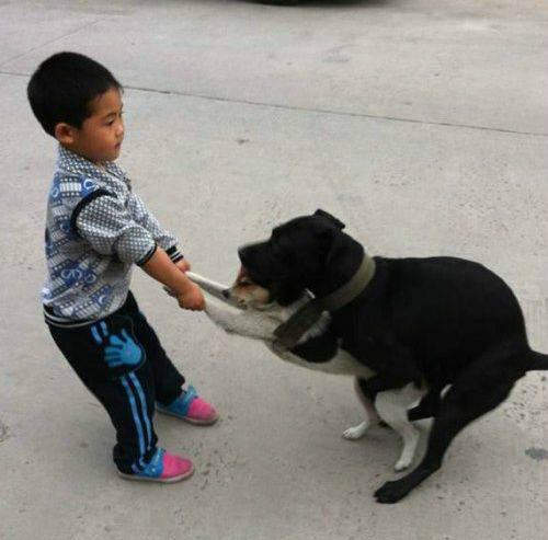 小朋友不要阻挡人家繁衍后代好不好呀