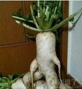 这么霸气的萝卜也是少见