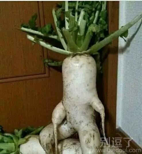 这么霸气的萝卜也是少见 这么霸气的萝卜也是少见