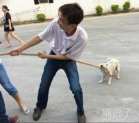 正在拔河的汪星人。