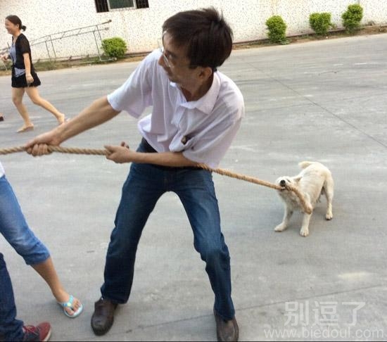 正在拔河的汪星人。