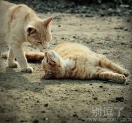兄弟，来啊。不要害羞