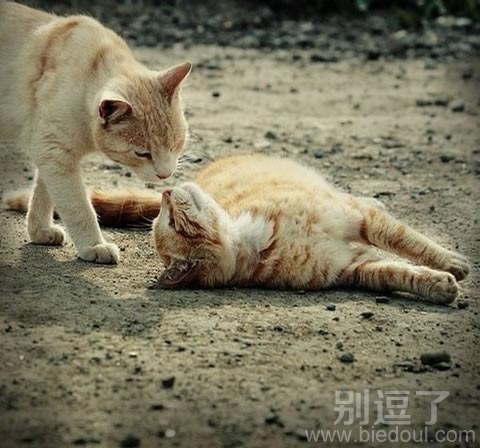 兄弟，来啊。不要害羞