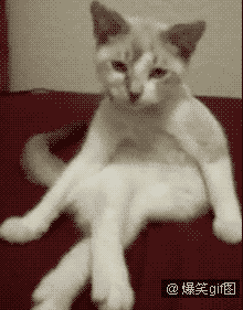 姿势真优雅 姿势真优雅