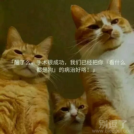 这下好了瞅啥都是猫