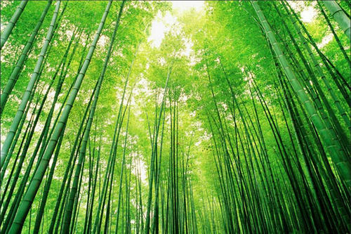 关于竹子的网名大全