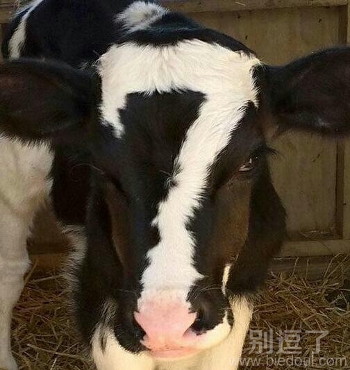 一只奶牛的眼神。。 一只奶牛的眼神。。