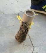 小老鼠不错哈!! 小老鼠不错哈!!