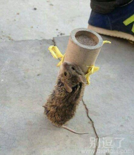 小老鼠不错哈!! 小老鼠不错哈!!