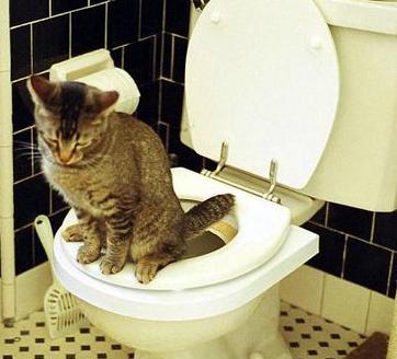 喵星人 果然讲究 喵星人 果然讲究