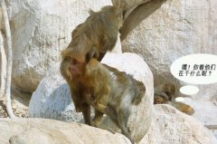 一群搞笑的动物。 一群搞笑的动物。