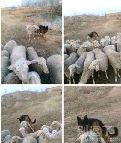 跨越种族的爱啊！