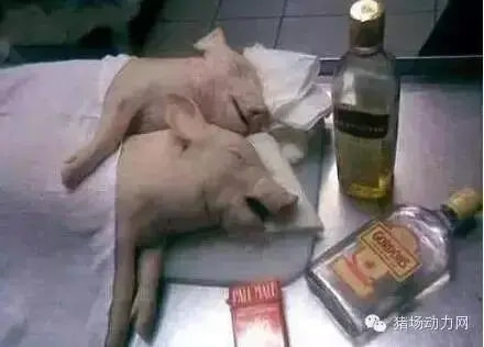 轻松一刻:妙龄少女上头喝醉,老艺术家公关落泪 轻松一刻:妙龄少女上头喝醉,老艺术家公关落泪