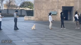 会排队的修勾 会排队的修勾