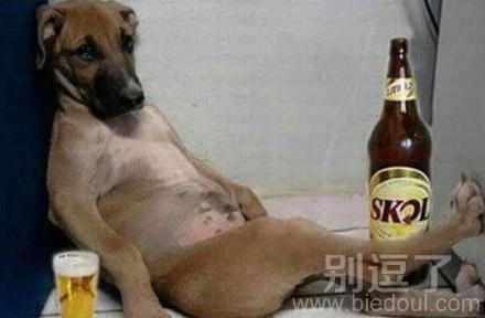 正在喝酒的小狗。