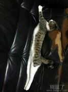 在沙发上睡觉的小猫。