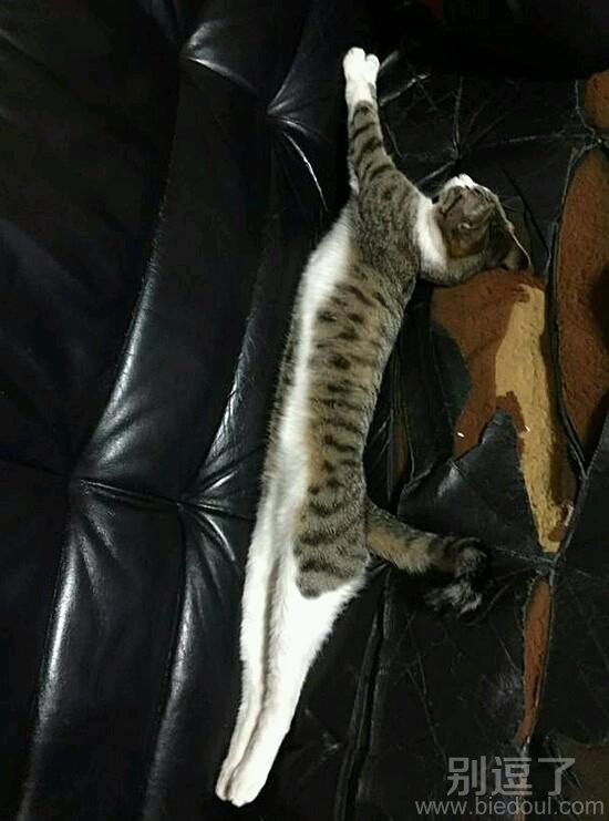 在沙发上睡觉的小猫。 在沙发上睡觉的小猫。