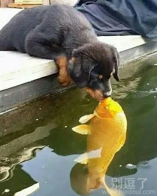 真爱面前种族都不是问题 真爱面前种族都不是问题