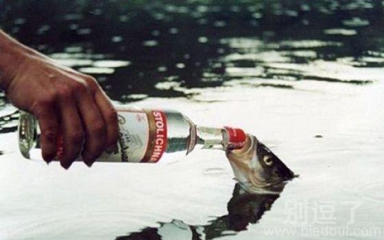 酒鬼鱼,不用鱼饵钓! 酒鬼鱼,不用鱼饵钓!