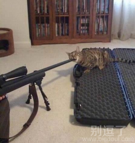 什么东西,咬不动呢? 什么东西,咬不动呢?