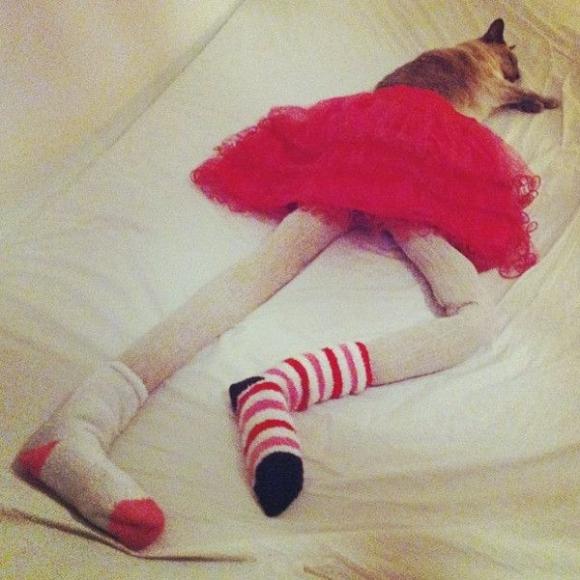 时尚又摩登的喵星人 时尚又摩登的喵星人