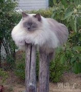 猫咪你的腿肿么了