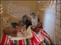 大家都喜欢猫猫