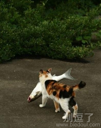 一顿大餐，不会有人抢吧