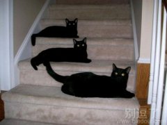 邪恶猫咪三只参上。