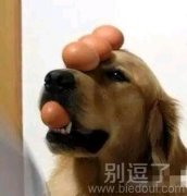 顶蛋神犬。。。。 顶蛋神犬。。。。