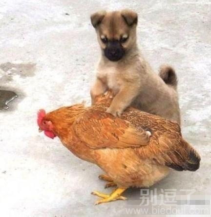 看你还不乖乖听话 看你还不乖乖听话