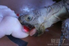 乌龟咬脚趾头-恐怖