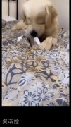 傲娇小狗