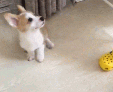 一脸懵逼的小狗狗