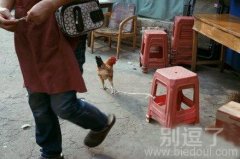 被绳子绑住的公鸡。 被绳子绑住的公鸡。