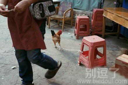 被绳子绑住的公鸡。 被绳子绑住的公鸡。