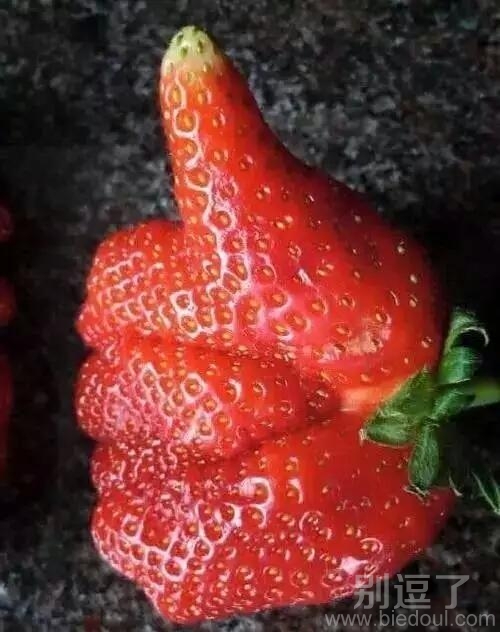 这草莓长得太励志了 这草莓长得太励志了