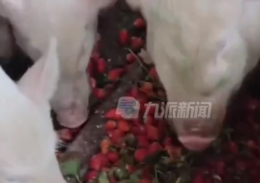 轻松一刻:给汽车加食用油,这招到底能不能行? 轻松一刻:给汽车加食用油,这招到底能不能行?