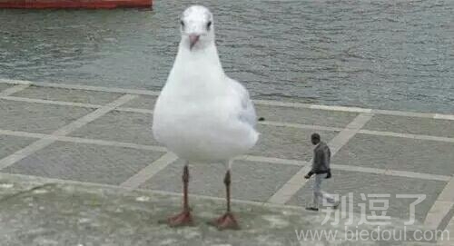 这是什么品种的鹅