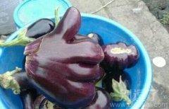 一只会点赞的茄子 一只会点赞的茄子