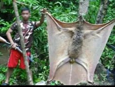 有点看不懂它的意思 有点看不懂它的意思